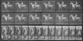 Muybridge, Eadweard: Tom mit Ritter (1.02 Sekunden)
