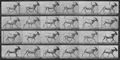Muybridge, Eadweard: Galoppierende Ziege (0.29 Sekunden)