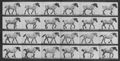 Muybridge, Eadweard: Hansel, trottend (0.42 Sekunden)