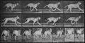 Muybridge, Eadweard: Dread, wendet im Galopp