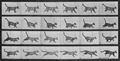 Muybridge, Eadweard: Gehende Katze, wechselt zum Galopp (0.31 Sekunden)