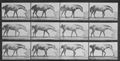 Muybridge, Eadweard: Lotta rollt eine Schachtel