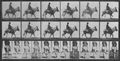 Muybridge, Eadweard: Zoospaziergang, mit Reiter (0.82 Sekunden)