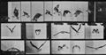 Muybridge, Eadweard: Fliegender Falke (0.58 Sekunden)