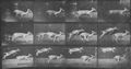 Muybridge, Eadweard: Springende Dammhirschkuh und Kitz