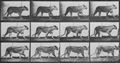 Muybridge, Eadweard: Gehende L�win (1.25 Sekunden)