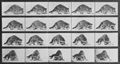 Muybridge, Eadweard: Sich umdrehender Waschb�r (0.32 Sekunden)