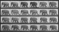 Muybridge, Eadweard: Schlendernder Elefant (0.36 Sekunden)