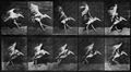 Muybridge, Eadweard: Indischer Marabu im Anlauf