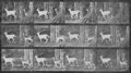 Muybridge, Eadweard: Trottender Bock und Dammhirschkuh (0.69 Sekunden)