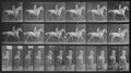 Muybridge, Eadweard: Smith mit Reiter (0.51 Sekunden)