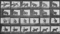 Muybridge, Eadweard: Ruth ist st�rrisch