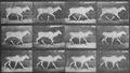 Muybridge, Eadweard: Trottender Eland
