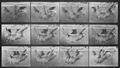 Muybridge, Eadweard: Gehendes Faultier, h�ngt von einer Stange