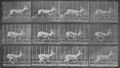 Muybridge, Eadweard: Galoppierende Gazelle, wendet