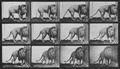 Muybridge, Eadweard: Sich umdrehender L�we (1.14 Sekunden)