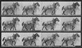 Muybridge, Eadweard: Billy schleppt etwas Schweres (1.11 Sekunden)