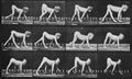 Muybridge, Eadweard: Paralytisches Kind geht auf allen Vieren
