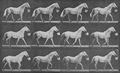 Muybridge, Eadweard: Eagle, mit Eimer im Mund (0.73 Sekunden)