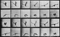 Muybridge, Eadweard: Nahe der Erde fliegender Adler (0.19 Sekunden)
