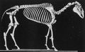 Muybridge, Eadweard: Eine Phase im langsamen Gang eines Pferdes