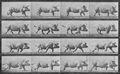 Muybridge, Eadweard: Gehende Sau (0.31 Sekunden)