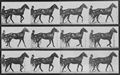 Muybridge, Eadweard: Reuben mit Sulky (0.32 Sekunden)
