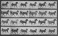 Muybridge, Eadweard: Nellie Rose mit Sulky (0.47 Sekunden)