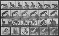 Muybridge, Eadweard: Denver macht verschiedene Kunstst�cken