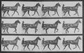 Muybridge, Eadweard: Reuben mit Sulky (0.51 Sekunden)