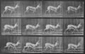Muybridge, Eadweard: Trottende Gazelle
