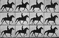 Muybridge, Eadweard: Ein Schritt nach vorn in elf Phasen