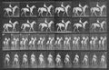 Muybridge, Eadweard: Elberon mit Reiter (1.26 Sekunden)