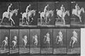 Muybridge, Eadweard: Pandora �berspringt eine H�rde (1.20 Sekunden)