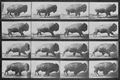 Muybridge, Eadweard: Galoppierendes Bison im Querlauf (0.29 Sekunden)