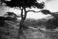 Davison, George: �Der lange Arm�