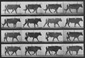 Muybridge, Eadweard: Gehender Ochse (0.46 Sekunden)