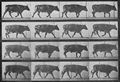 Muybridge, Eadweard: Gehender Ochse (0.56 Sekunden)