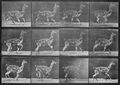 Muybridge, Eadweard: Galoppierender Guanako