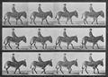 Muybridge, Eadweard: Jennie mit Reiter gehend (0.94 Sekunden)