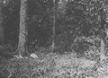 Barnard, George N.: Der Schauplatz von General McPhersons Tod