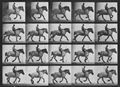 Muybridge, Eadweard: Hansel mit Reiter (0.36 Sekunden)