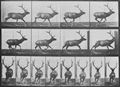 Muybridge, Eadweard: Elch in unregelm��igem Galopp (0.51 Sekunden)