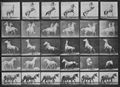 Muybridge, Eadweard: Zirkuspferd richtet sich auf, wendet u.s.w.