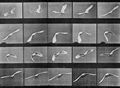 Muybridge, Eadweard: Fliegender Kakadu (0.16 Sekunden)