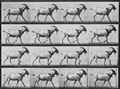 Muybridge, Eadweard: Gehende Ziege (0.43 Sekunden)