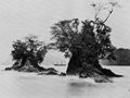 O'Sullivan, Timothy H.: »Die Nipsic« in der Lim�n Bucht
