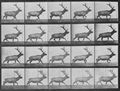 Muybridge, Eadweard: Trottender Elch (0.32 Sekunden)