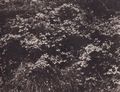Cuvelier, Eug�ne: Gras und B�sche