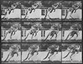 Muybridge, Eadweard: Springendes K�nguru (0.64 Sekunden)